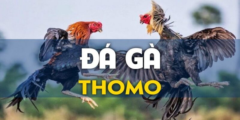 Đá Gà Trực Tiếp Thomo - Lựa Chọn Số 1 Thỏa Mãn Đam Mê