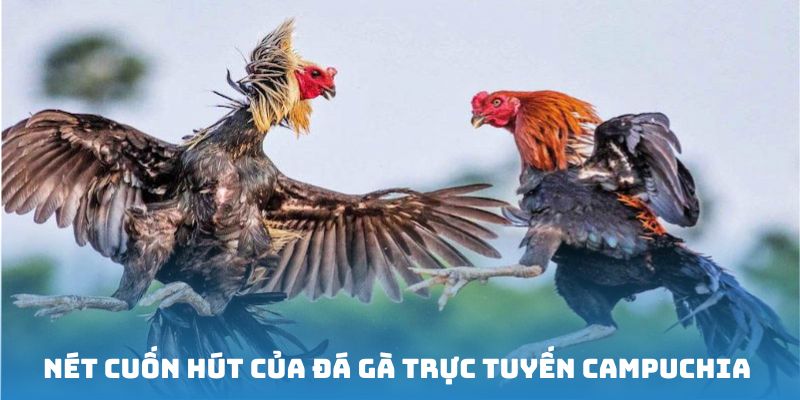 Đánh giá ưu điểm của hình thức đá gà trực tiếp Campuchia